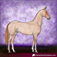 Horse Color:Red Roan Sabino 