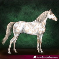 Horse Color:Palomino Roan Appaloosa