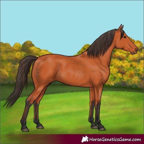 Horse Color:Bay 