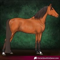 Horse Color:Unknown 