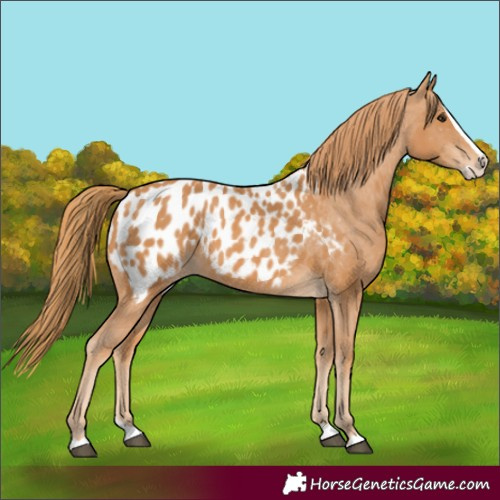 Horse Color:Chestnut Splash Appaloosa 