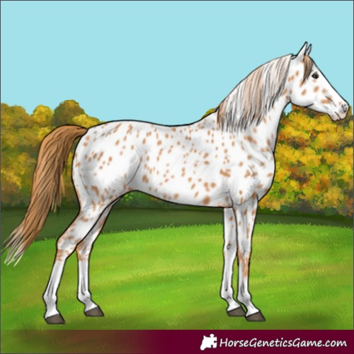 Horse Color:Chestnut Splash Appaloosa Rabicano 