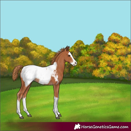 Horse Color:Chestnut Splash Appaloosa 