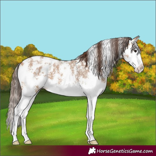 Horse Color:Bay Dun Sabino Splash Appaloosa 