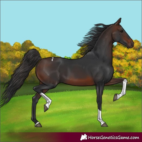 Horse Color:Brown Tobiano 