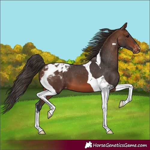 Horse Color:Brown Tobiano Blanket