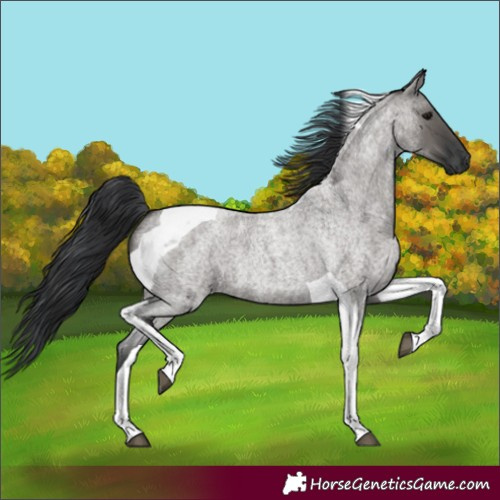 Horse Color:Unknown 