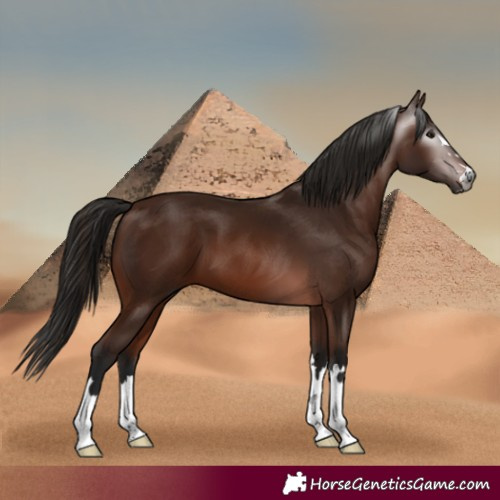 Horse Color:Gray Bay