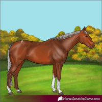 Horse Color:Silver Bay Tobiano 