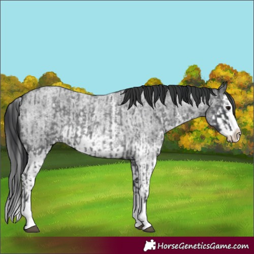 Horse Color:Blue Roan Sabino Splash  and Blue Roan Sabino Splash 