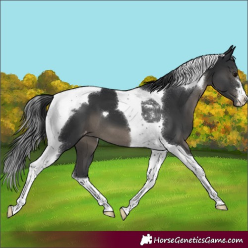 Horse Color:Black Tobiano Appaloosa 