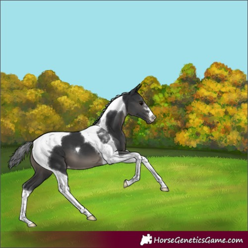 Horse Color:Black Tobiano Appaloosa 