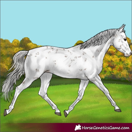 Horse Color:White Spotted Silver Black Sabino Appaloosa