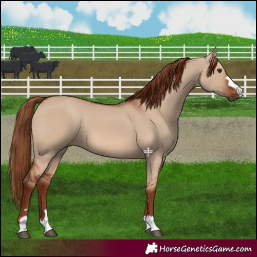 Horse Color:Red Dun