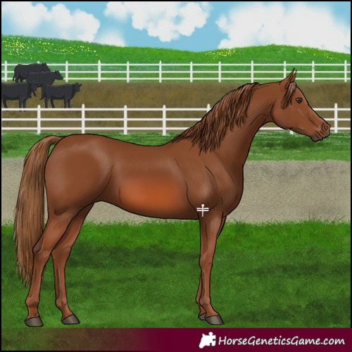 Horse Color:Chestnut 