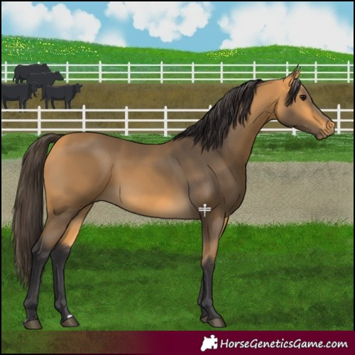 Horse Color:Buckskin
