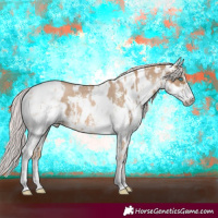 Horse Color:Chocolate Palomino Pearl Sabino Appaloosa Rabicano and White Spotted Chocolate Palomino Pearl Sabino Appaloosa Rabicano