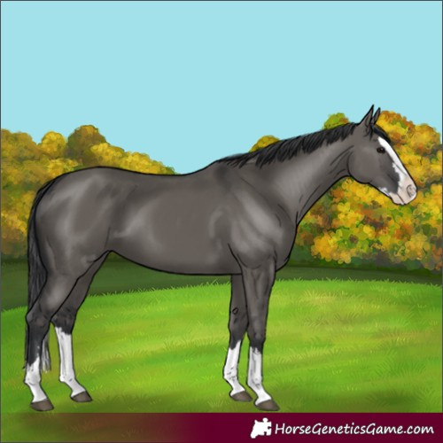 Horse Color:Grullo Splash