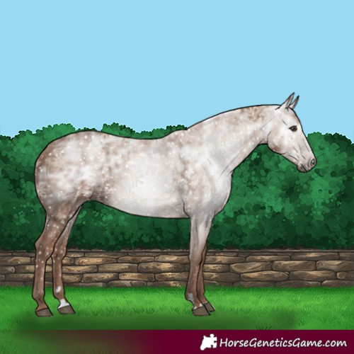 Horse Color:Gray Chestnut Ice