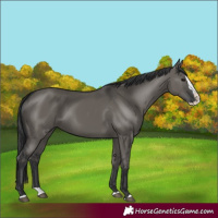 Horse Color:Grullo Splash