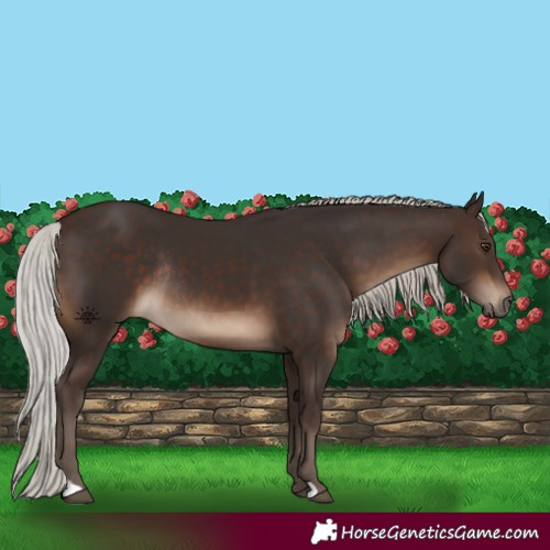 Horse Color:Silver Brown Rabicano