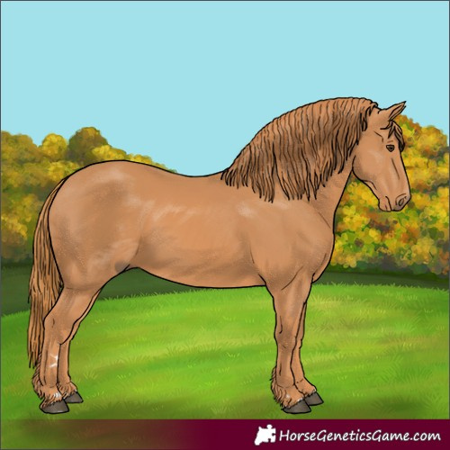 Horse Color:Chestnut 