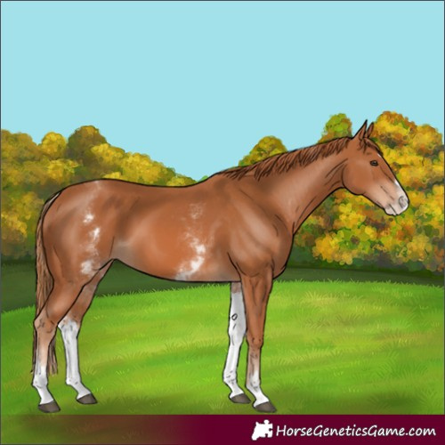 Horse Color:White Spotted Chestnut Splash