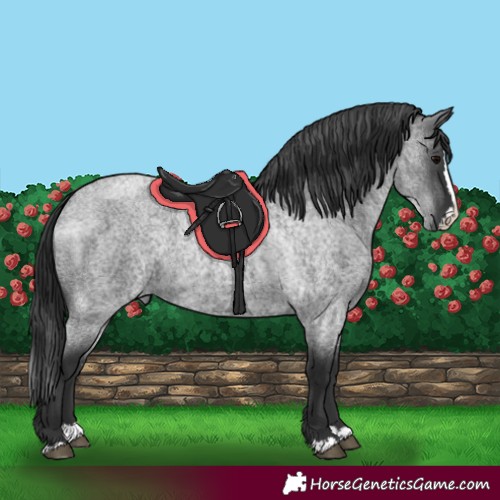 Horse Color:Blue Roan Splash 