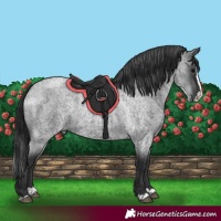 Horse Color:Blue Roan Splash 