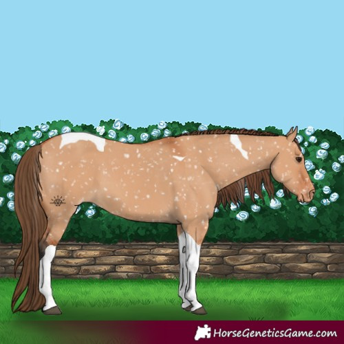 Horse Color:Bay Dun Tobiano Appaloosa 