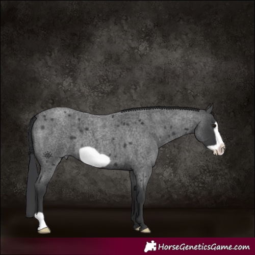 Horse Color:Blue Roan Frame 