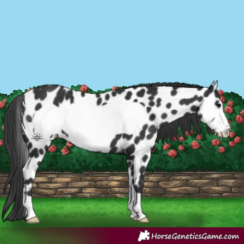 Horse Color:Black Frame Appaloosa 