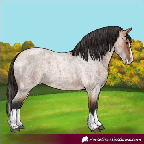 Horse Color:Bay Roan Splash 