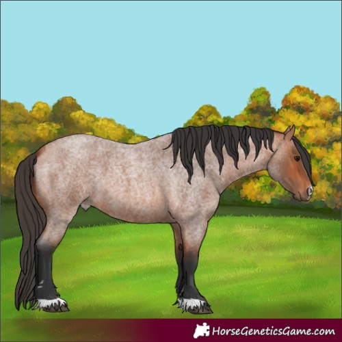 Horse Color:Bay Roan 