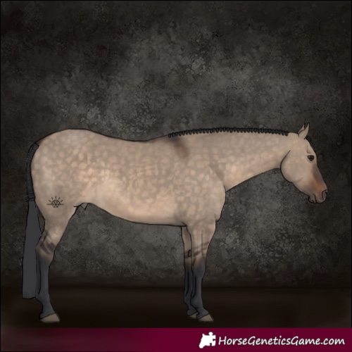 Horse Color:Brown Dun