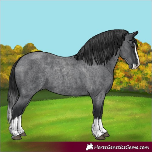 Horse Color:Blue Roan Splash