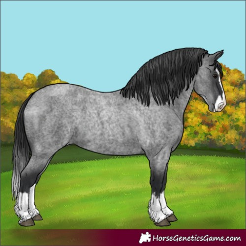 Horse Color:Blue Roan Splash 