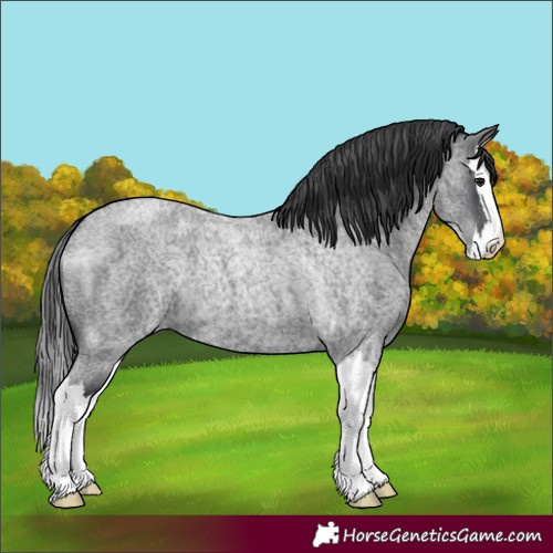 Horse Color:Blue Roan Splash 