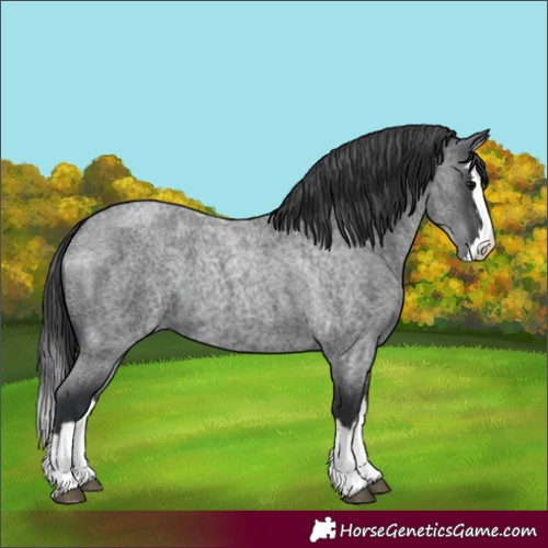 Horse Color:Blue Roan Splash