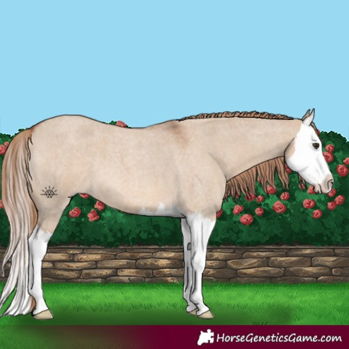 Horse Color:Red Dun Roan Splash 
