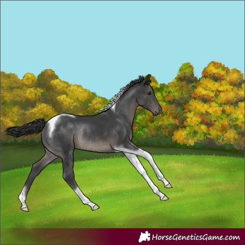 Horse Color:Black Tobiano Rabicano 