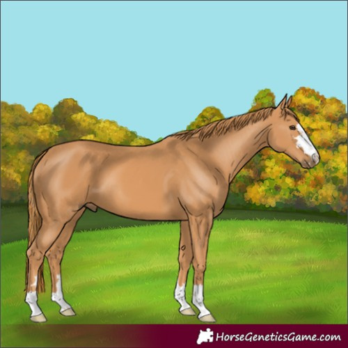 Horse Color:Chestnut 