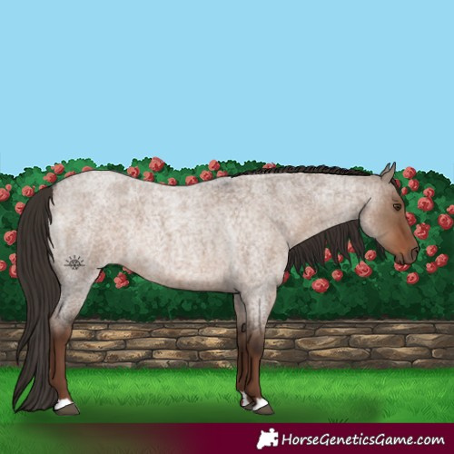 Horse Color:Liver Red Dun Roan Rabicano 