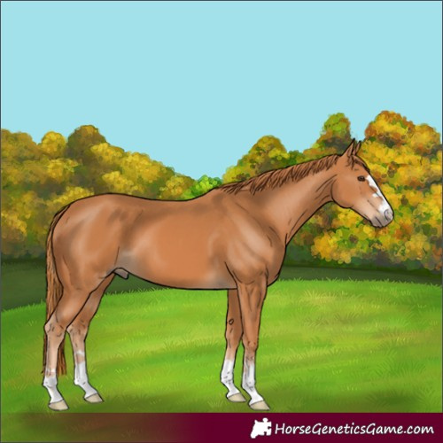 Horse Color:Chestnut 