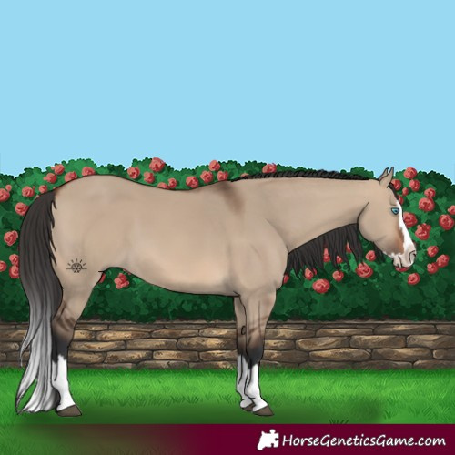 Horse Color:Brown Dun Splash 