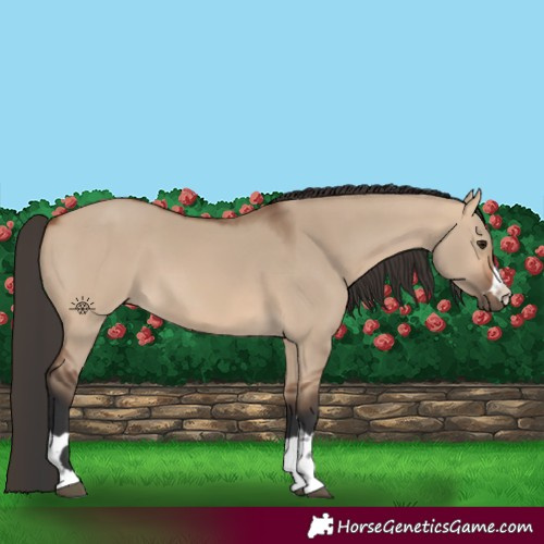 Horse Color:Bay Dun 
