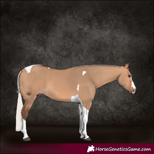 Horse Color:Silver Bay Dun Tobiano 
