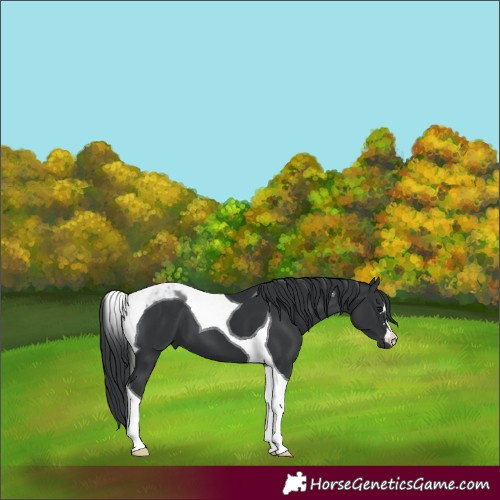 Horse Color:Black Tobiano 