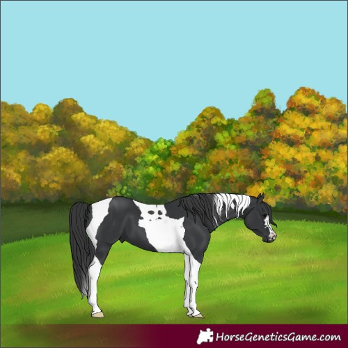 Horse Color:Black Tobiano