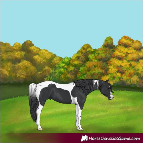 Horse Color:Black Tobiano 